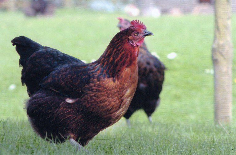 Bell Fold Farm 1 768x505