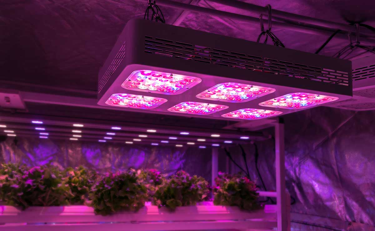CGE-CASE-STUDY-May-Barn One company that CGE works with, to develop more efficient lighting technology to increase plant growth and nutritive value whilst decreasing greenhouse gas emissions.