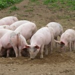 pigs grazing 150x150 1