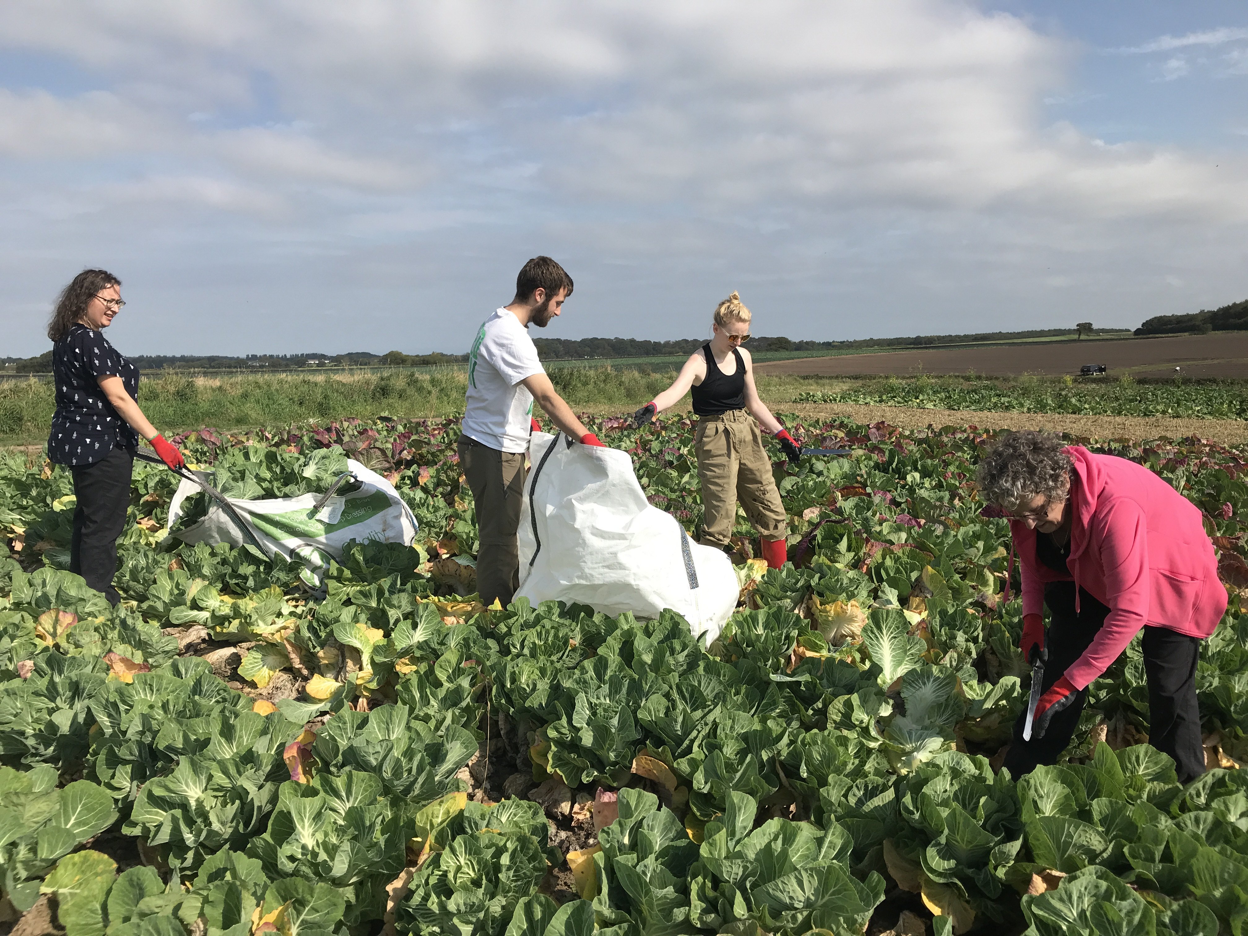 Group of people in field of cabbages