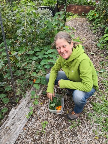 Woman picking nasturtium flowers
