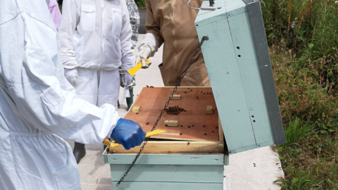 Lune Valley beekeepers tending local bees