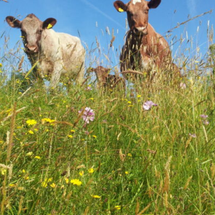 Gather_Grazing