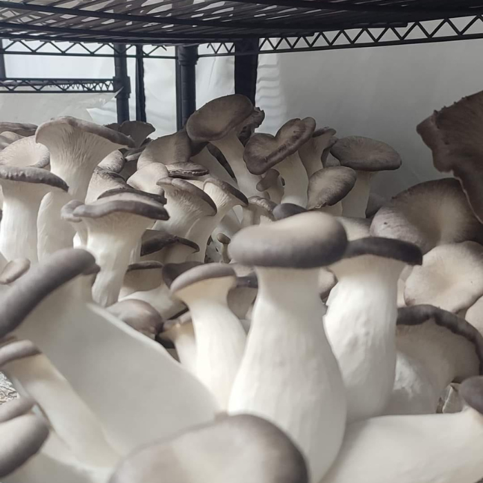 Gather_wyresidemushrooms