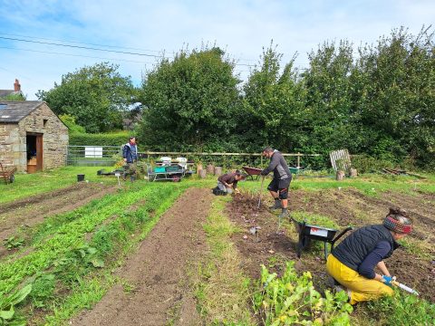The Plot team harvesting kohl rabi.