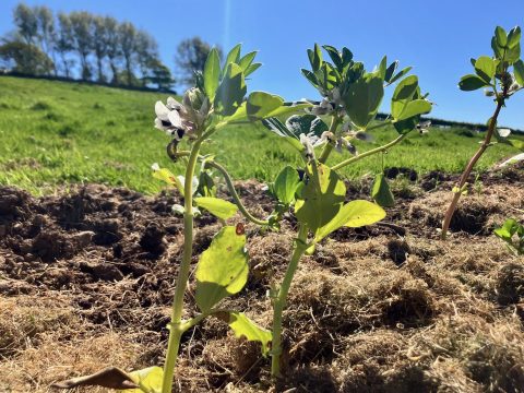 First crop of broad beans for the Plot at Summerhouse Community Farm.
