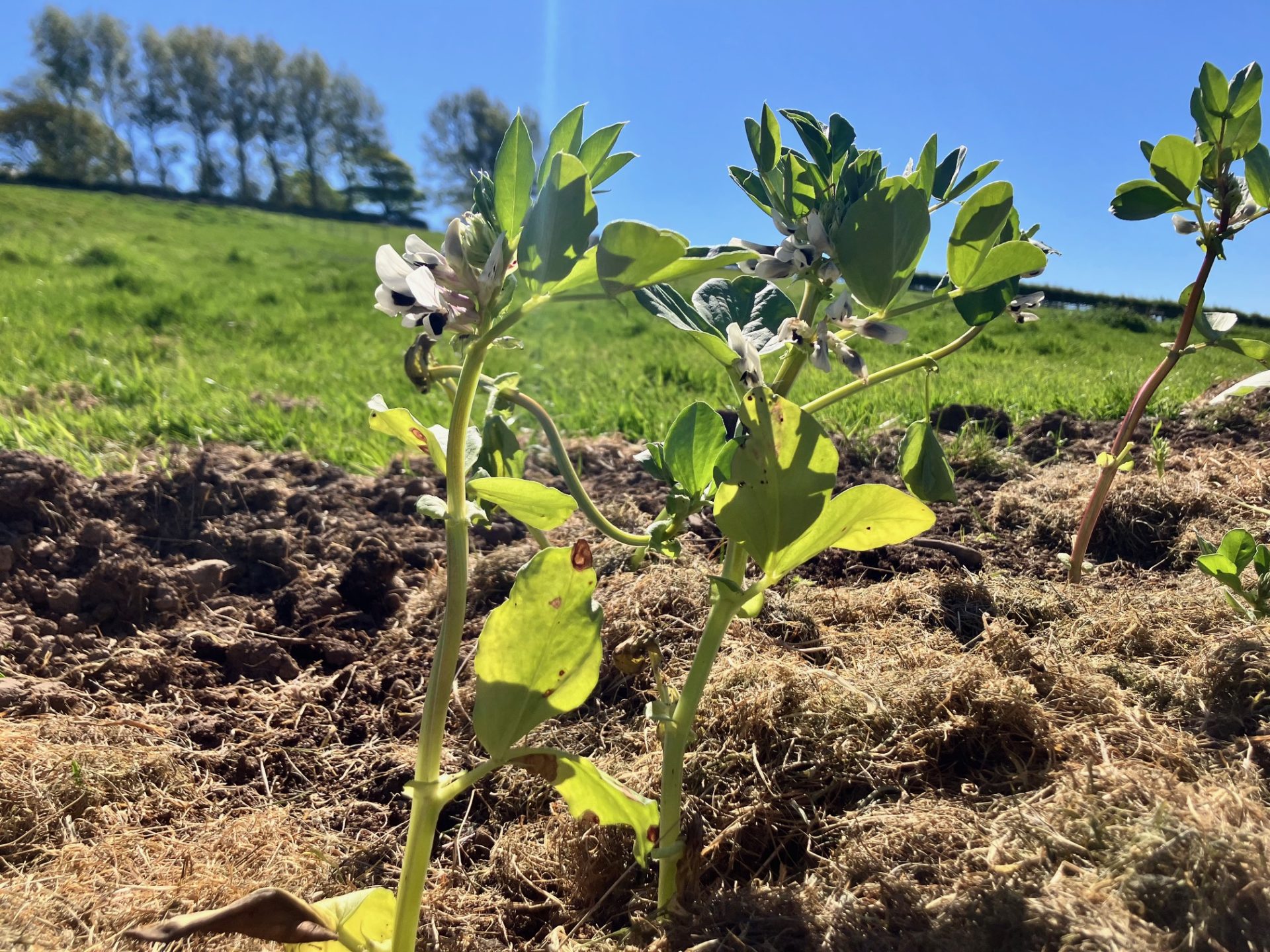 First crop of broad beans for the Plot at Summerhouse Community Farm.